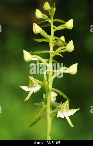 Plus Butterfly-Orchid (Plantanthera chlorantha) Banque D'Images