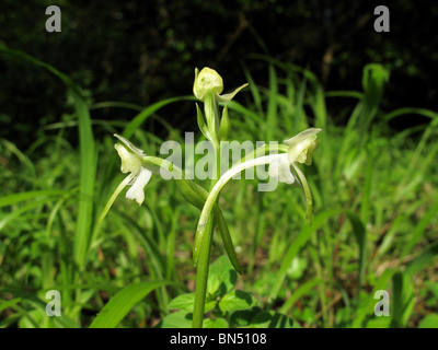 Plus Butterfly-Orchid (Plantanthera chlorantha) Banque D'Images