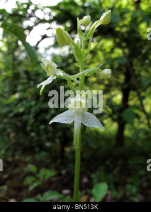 Platanthère (Plantanthera chlorantha) Banque D'Images