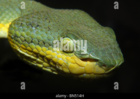 PIT VIPER en bambou. Trimeresurus gramineus. Commune venimeux. Close up of head Banque D'Images