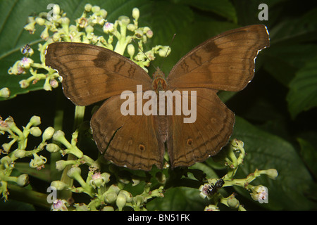 Pansy le chocolat ou chocolat Soldat (Junonia iphita) Banque D'Images