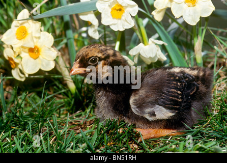 Printemps : Poulet Poulet de Cornouailles sombre, poulettes baby chicken ou chick assis sous les jonquilles dans l'herbe Banque D'Images