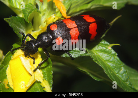 Blister Beetle, Emplacement- Karnala Bird Sanctuary Description -- un coléoptère marqué qui est vu sur les fleurs. Banque D'Images