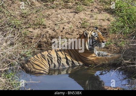 Tigre du Bengale au repos. Panthera tigris tigris est le plus grand nombre de sous-espèces de tigres. Sa population estimée à moins de 2 500 Banque D'Images