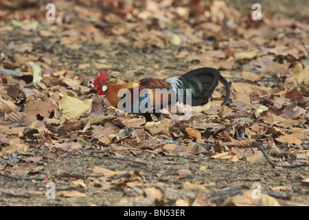 Coqs Sauvages Rouge (Gallus gallus) Banque D'Images