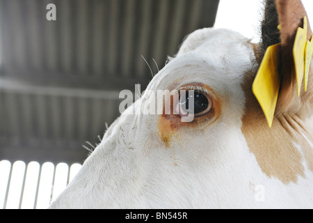 prime à la vache dans l’étable Banque D'Images