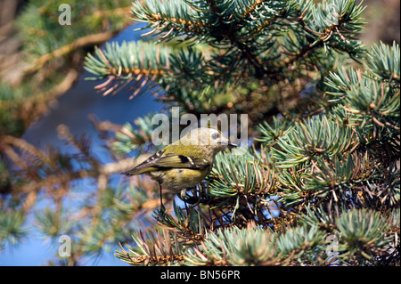 Goldcrest (Regulus regulus) en sapin Banque D'Images