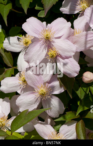 Clematis montana 'Elizabeth' des fleurs sur un jardin climber Banque D'Images