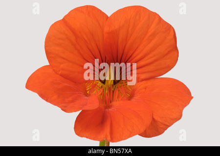 Fleurs de capucines orange (Tropaeolum majus) sur un fond blanc. Banque D'Images