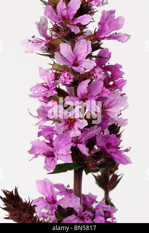 Close up de la salicaire (Lythrum salicaria) sur une fleur fleurs Banque D'Images