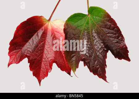 Boston ivy (du Parthenocissus tricuspidata) automne feuilles colorées sur un fond blanc. Banque D'Images