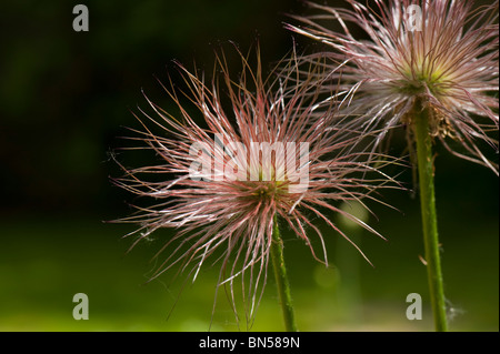 Anémone pulsatille (Pulsatilla vulgaris) seedhead Banque D'Images