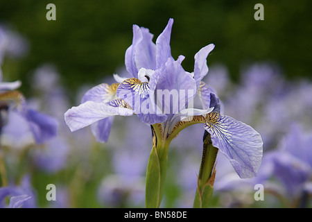 Iris unique Banque D'Images