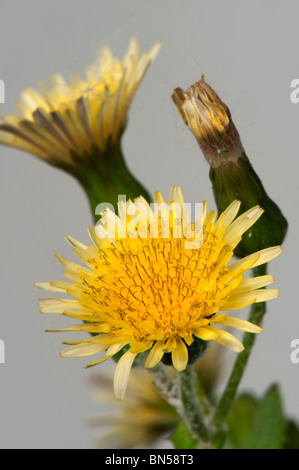 Le laiteron lisse (Sonchus oleraceus) fleurs Banque D'Images