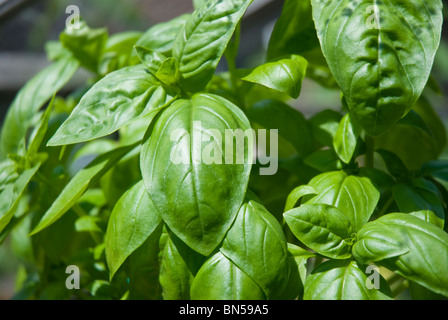 Plante de basilic, Ocimum basilicum Banque D'Images