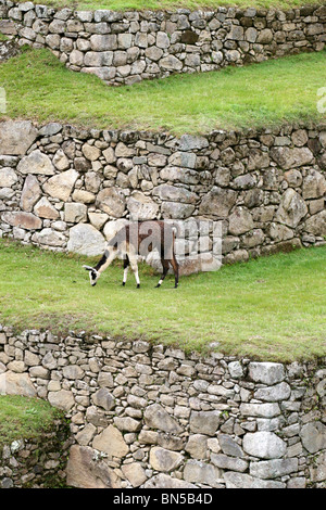 Llama pâturage sur les terrasses à Machu Picchu, au Pérou, en Amérique du Sud. Banque D'Images