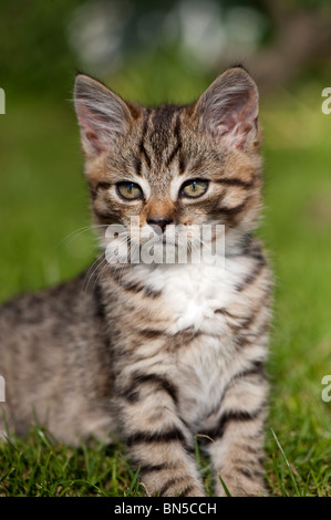 Tabby kitten palying dans jardin. Banque D'Images