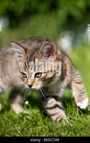 Tabby kitten palying dans jardin. Banque D'Images