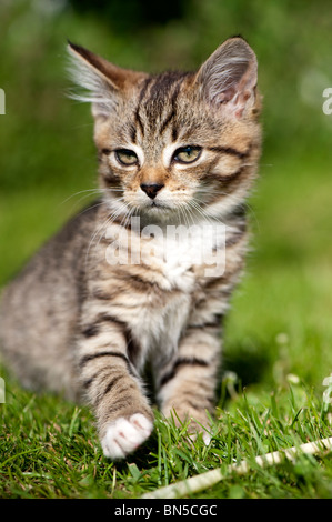 Tabby kitten palying dans jardin. Banque D'Images