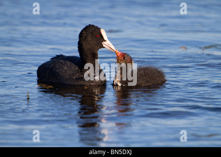 Coot Fulica atra ; nourrir les jeunes adultes ; Banque D'Images