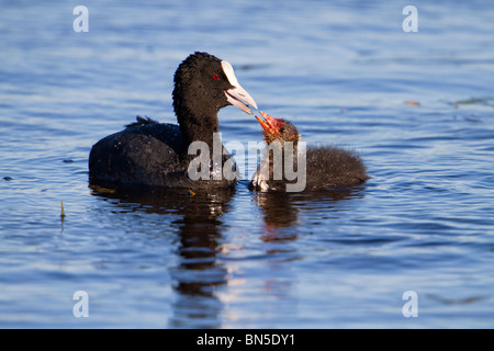 Coot Fulica atra ; nourrir les jeunes adultes ; Banque D'Images