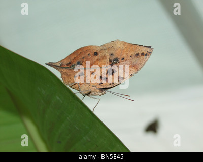 Papillon feuille morte indien Banque D'Images