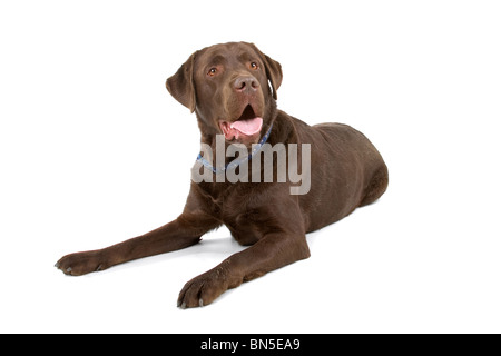 Labrador chocolat isolated on white Banque D'Images