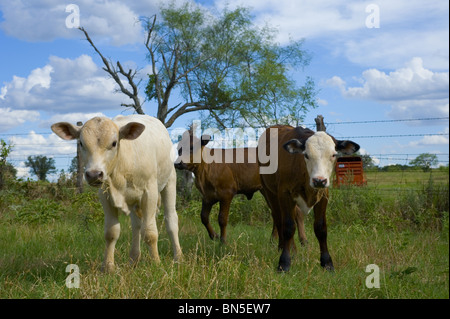 Veaux heureux au Texas Banque D'Images