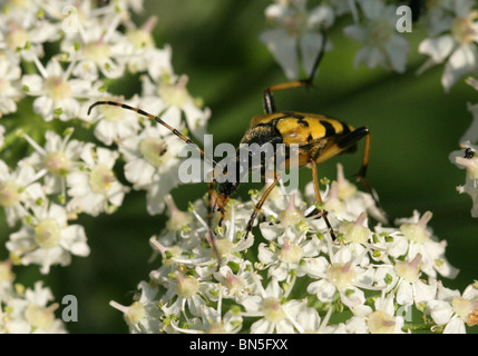 Le longicorne asiatique, Rutpela maculata maculata, Cerambycidae, syn Strangalia maculata, Leptura maculata. Sur la Berce du Caucase. Banque D'Images