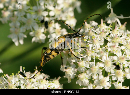 Le longicorne asiatique, Rutpela maculata maculata, Cerambycidae, syn Strangalia maculata, Leptura maculata. Sur la Berce du Caucase Banque D'Images