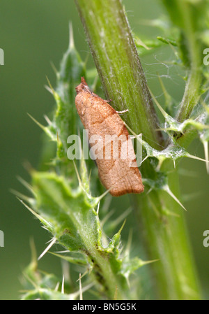 Museau Hypena proboscidalis, Papillon, de la famille des lépidoptères, Hypeninae, Banque D'Images