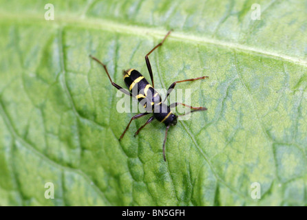 Wasp Beetle, Clytus arietis, Cerambycidae, Chrysomeloidea, Coleoptera Banque D'Images