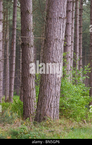 La croissance du pin sylvestre en forêt mixte dans le Nottinghamshire. Banque D'Images