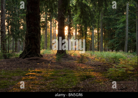 Nouvelle Forêt Rhinefield ornamental drive hampshire Banque D'Images