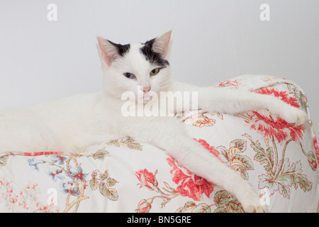 Odd-eyed jeune chat noir et blanc (Felis catus) couchée sur le dos de canapé et de regarder directement l'appareil photo Banque D'Images