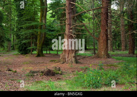 Rhinefield ornamental drive New Forest, Hampshire Banque D'Images