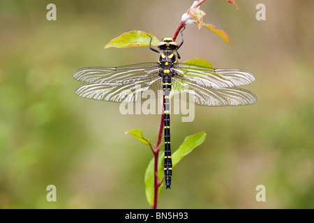 Golden Dragonfly annelé Cordulegaster boltonii ; Banque D'Images