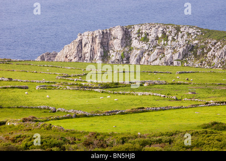 Limites de champ et ancienne Bosigran falaise sur la côte de Cornwall, UK. Banque D'Images