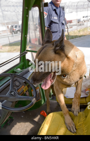 K-9, un Malanoise belge, et est à la recherche d'un véhicule que le véhicule quitte le pénitencier de l'État du Nebraska. Banque D'Images