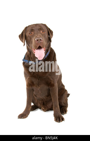 Labrador chocolat isolated on white Banque D'Images