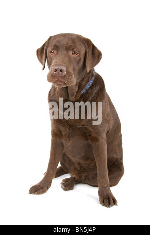 Labrador chocolat isolated on white Banque D'Images