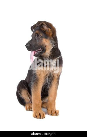 Chiot berger allemand chien isolé sur fond blanc Banque D'Images