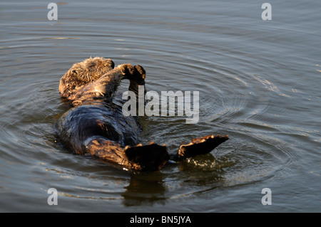 Stock photo d'une paire d'élevage des loutres de mer de Californie, flottant sur le dos. Banque D'Images