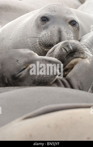 Stock photo d'un groupe d'éléphant femelle sur la berge à Ano Nuevo, Californie. Banque D'Images