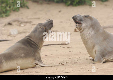 Stock photo d'éléphant affichant un comportement agressif. Banque D'Images