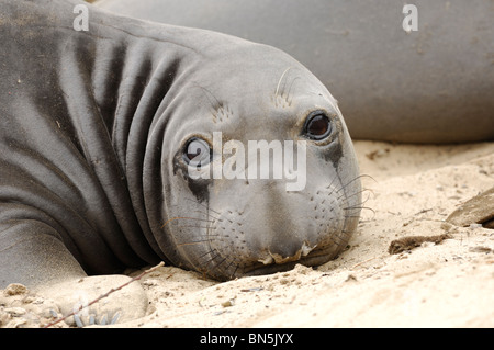 Stock photo libre de droit d'une femelle éléphant de mer du Nord. Banque D'Images