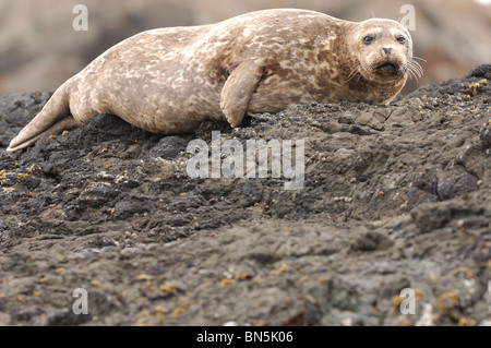 Stock photo de Californie un phoque commun reposant sur un rocher. Banque D'Images