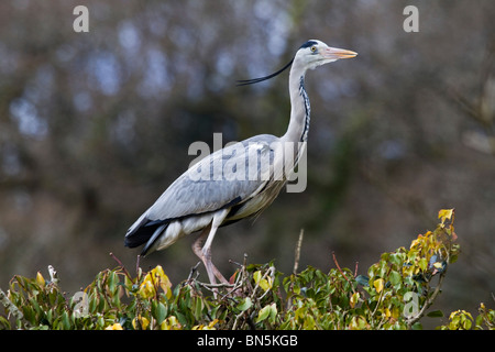 Héron cendré Ardea cinerea ; ; Banque D'Images