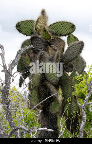 De plus en plus grands cactus aux Îles Galapagos Banque D'Images