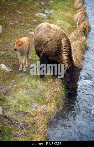 Bison (Bison bison) et le long de la rivière Firehole, Yellowstone National Park, Wyoming, USA Banque D'Images